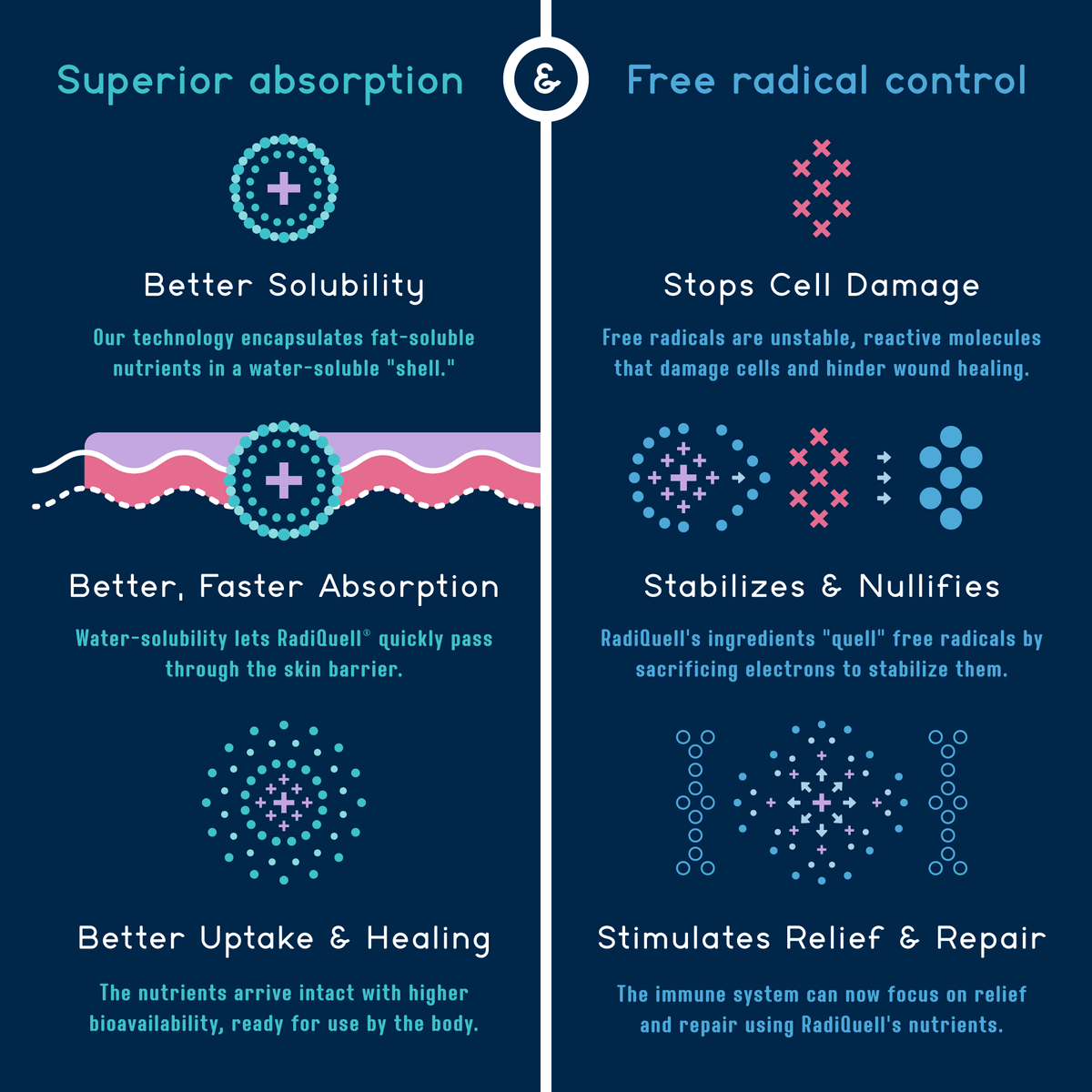 Infographic describing how RadiQuell® Canine delivers superior absorption and free radical control to enhance irritation relief and skin healing in dogs.