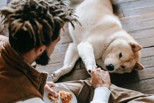 Over-the-shoulder shot of black man sitting on chair leaning down and holding paw of his Akita dog lying on floor