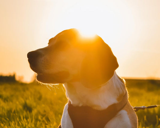 Sun sets on top of head of beagle in bandanna gazing into the distance