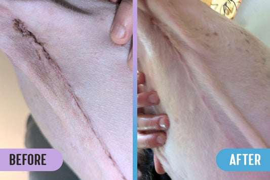 Before and after comparison of a large surgery scar on a pitbull's abdomen, with reduced scar tissue and better skin mending after treatment with RadiQuell® Canine