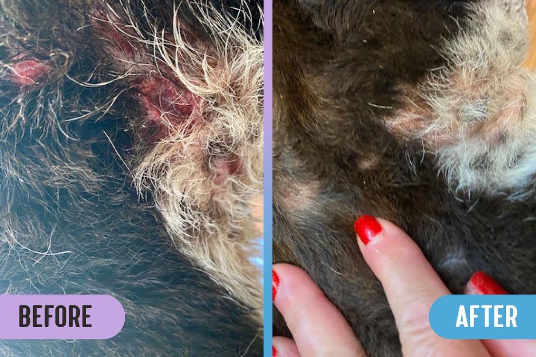 Before and after comparison of puncture wounds from a prong collar on a dog's neck versus the healed wounds after being treated with RadiQuell Canine
