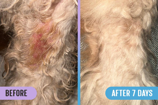 Before and after comparison of an ugly red hot spot with missing fur and red, chewed skin on a dog's leg versus healed skin and regrown fur after 7 days