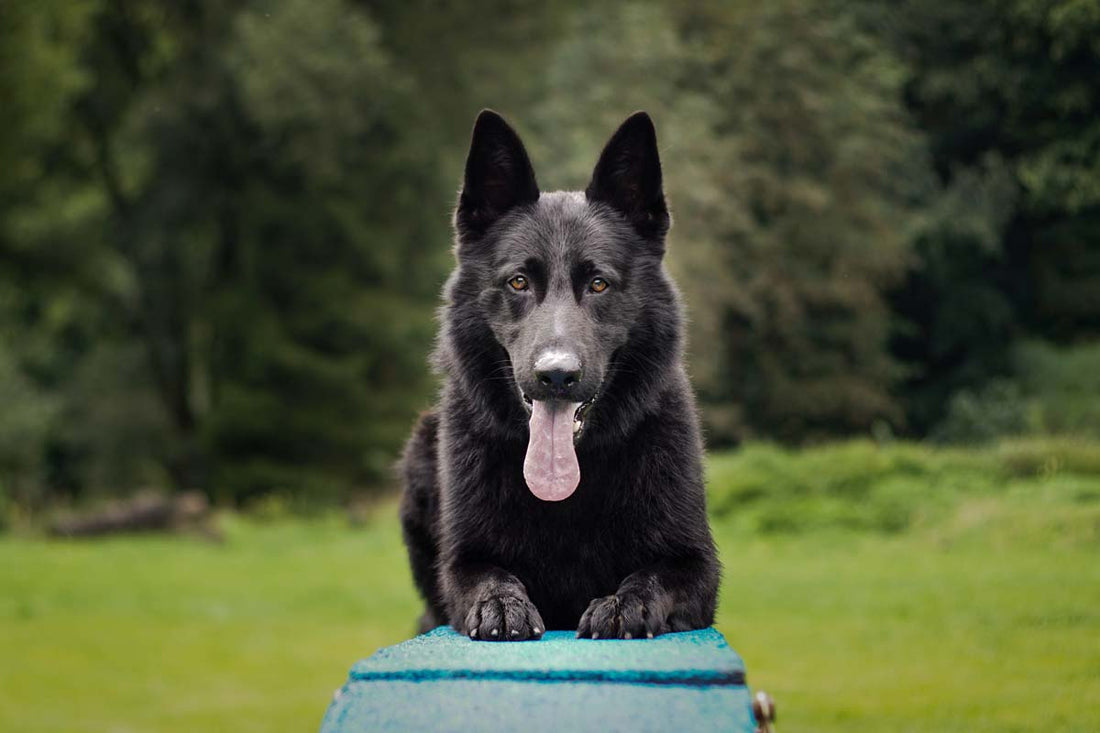 Black German Shepherd pants while lying on end of blue platform