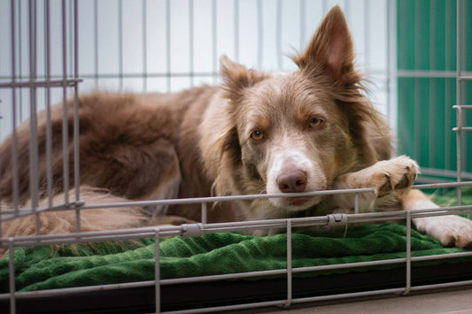 Brown and white Australian Shepherd lies sleepily on green blanket in crate with door open