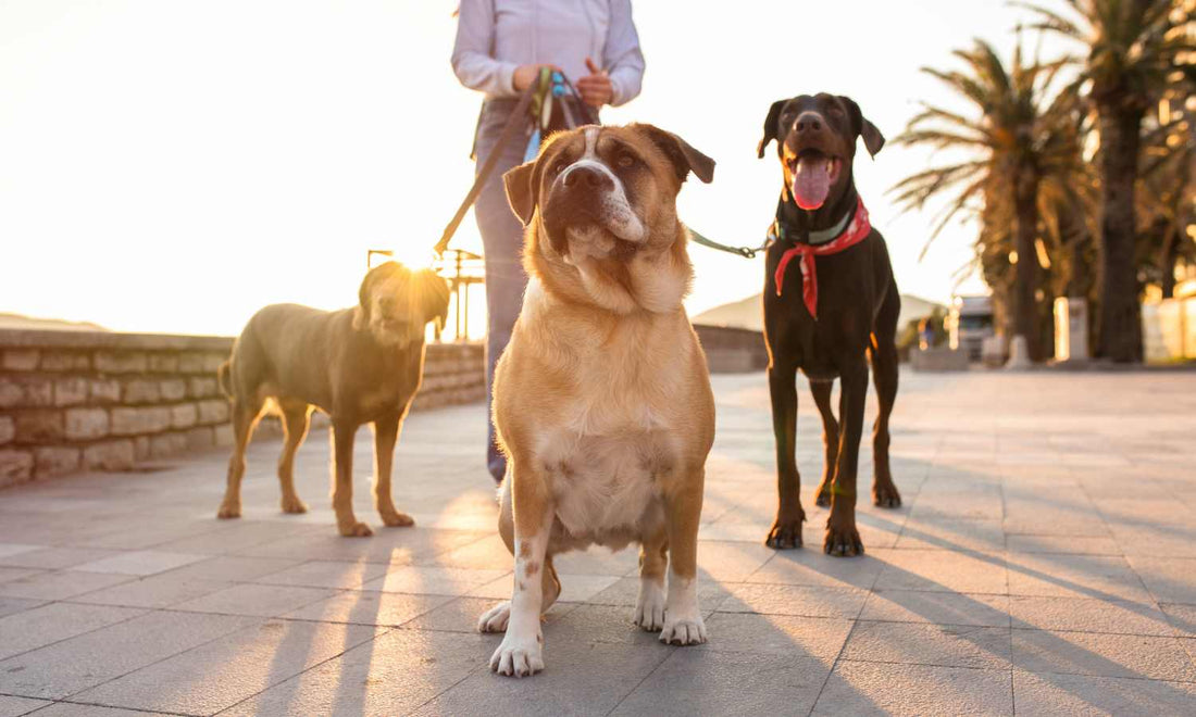 Three dogs on leashes standing on pavement with sun setting in background