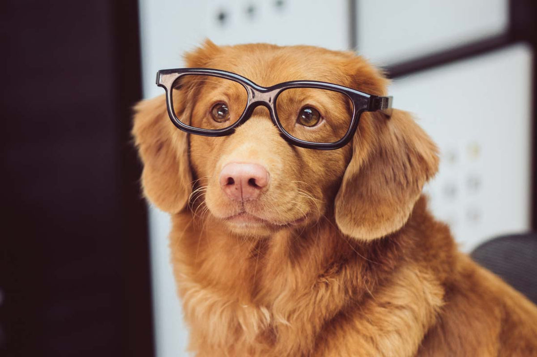 Nova Scotia Duck Tolling Retriever wearing thick-framed glasses with no lenses