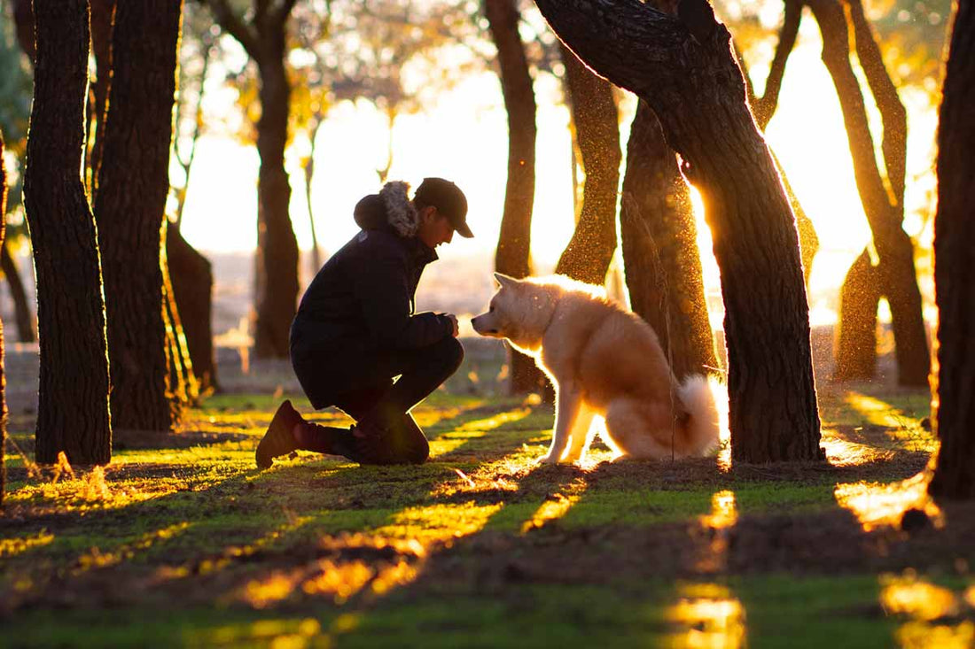 Man in coat kneels down in front of sitting white dog in forest during sunset