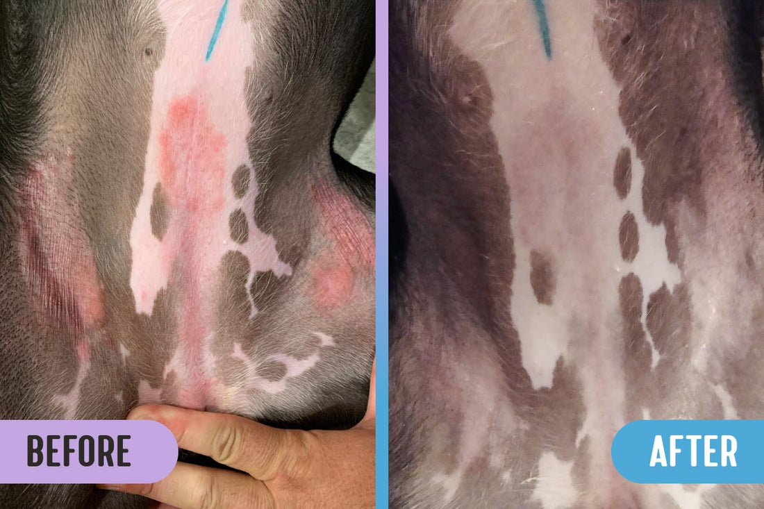 Before and after comparison of allergy dermatitis rash on a dog's stomach and inner hips, showing redness and lesions on the left and normal, healthy skin on the right