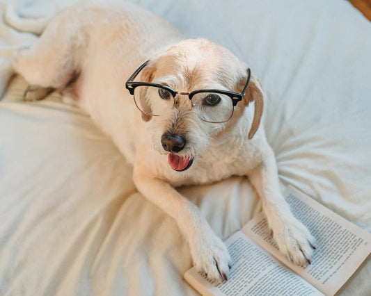 Small blonde mixed breed dog wearing reading glasses lies on white blanket with front paws on open book