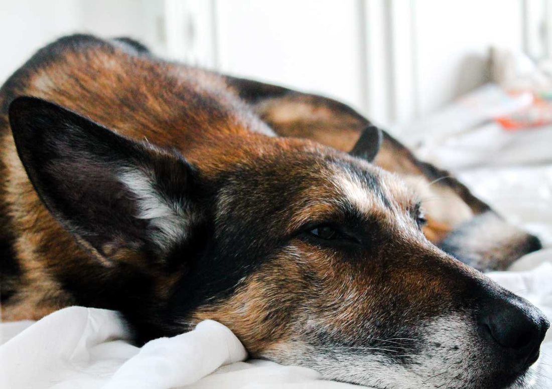 Closeup of German Shepherd mix lying sleepily on blanket