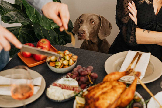 Two people sit at Thanksgiving dinner table with Weimaraner dog in background staring at food