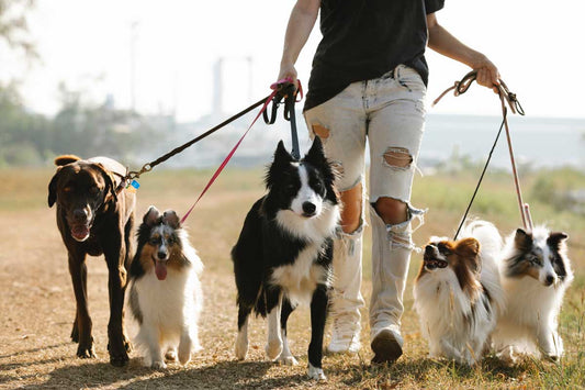 Woman in black shirt and ripped jeans walking five different dogs on leashes