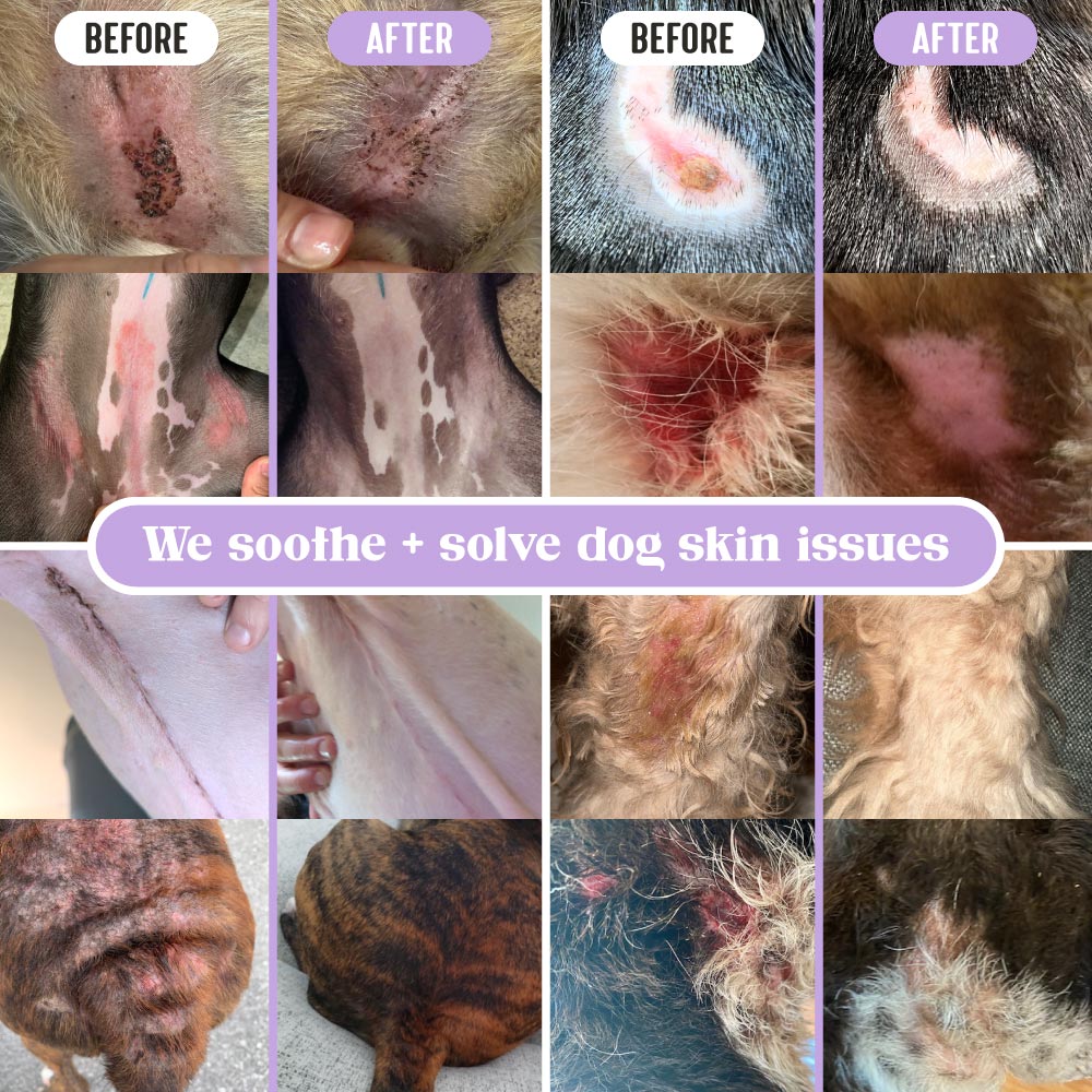 Collage of before and after comparisons of dog skin issues treated with Lavengel®; text overlay reads 'We soothe + solve dog skin issues'