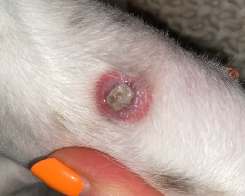 A close-up of a white dog's leg with an abscess, showing an infected center and reddish pink ring around it. The dog's leg is being held up by a hand with bright orange nail polish.
