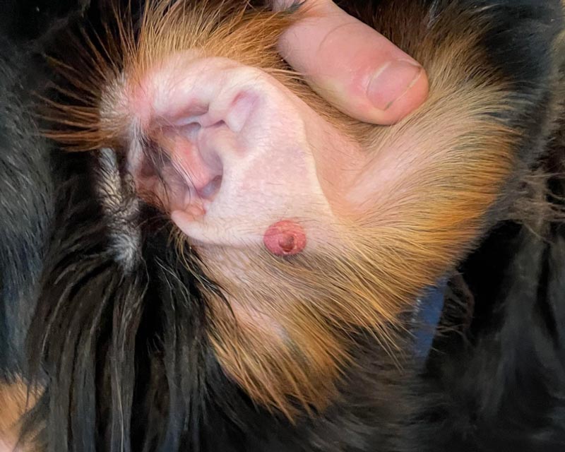 A close-up of a Bernese Mountain Dog's ear and surrounding fur, with a human finger gently holding the ear area. A small pinkish-red adenoma or basal cell tumor is visible on the ear.