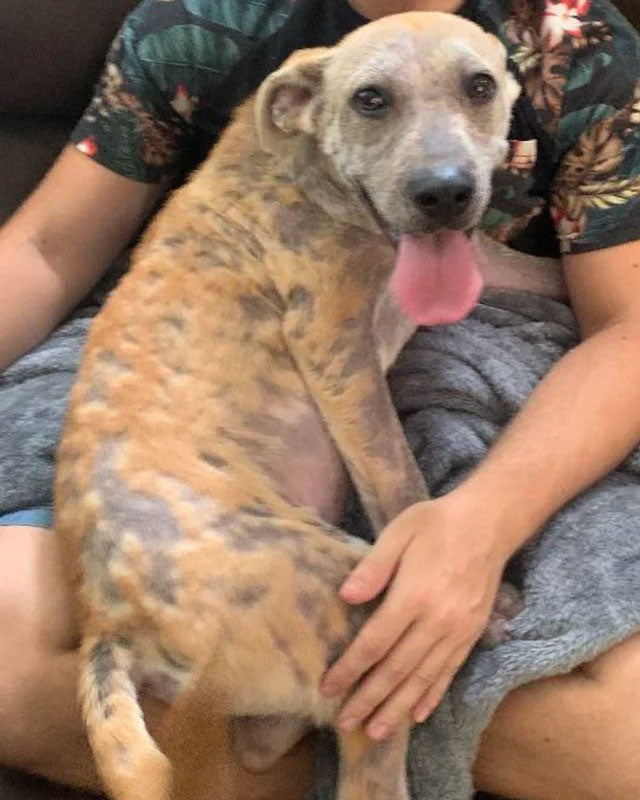 A large young rescue dog with demodectic mange and large patches of fur loss sits on a person's lap, with its tongue out looking at the camera.