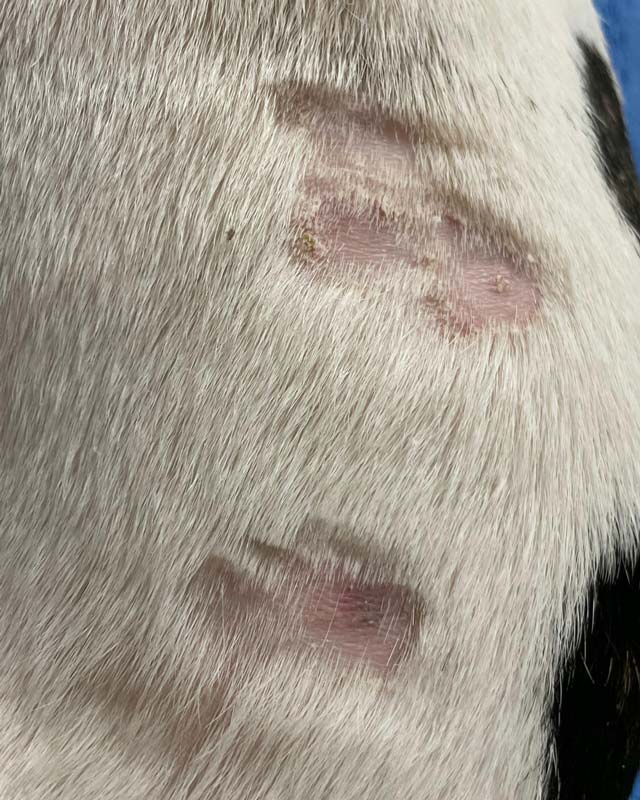 Close-up of a white and black dog's fur with irritated, red, and scaly skin patches from chewing at the skin due to allergies and atopic dermatitis.