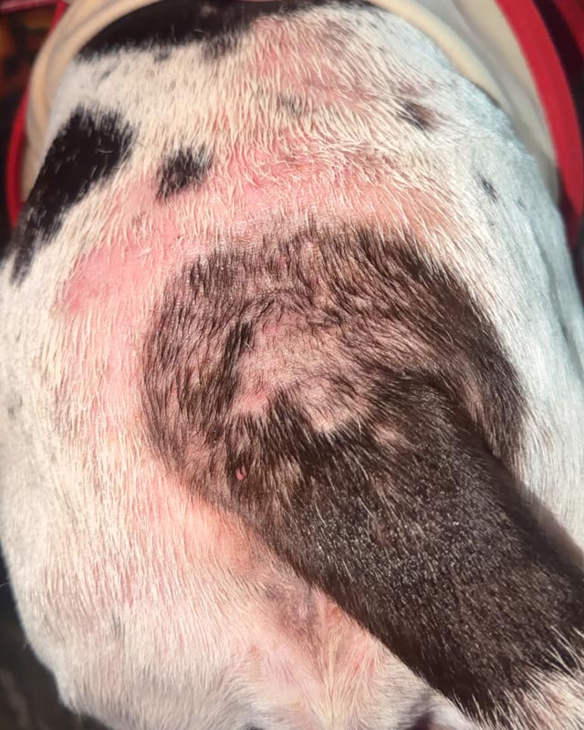 A close-up view of a dog's back and tail showing thin and missing fur with pink, irritated skin due to skin allergies and itching.