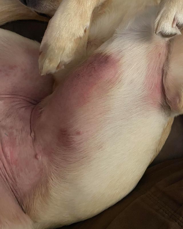 Atopic dermatitis with redness on belly and arm pits of blonde mutt dog