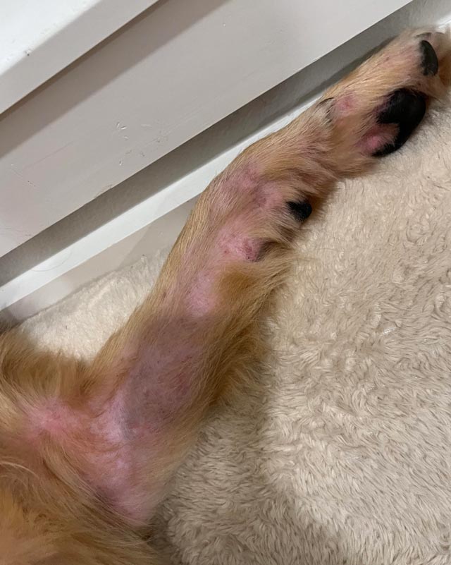 Atopic dermatitis with red, irritated skin and fur loss on the front leg and paw of a Golden Retriever