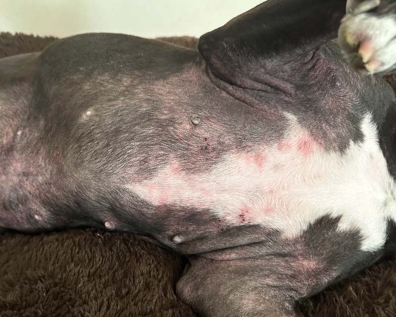 Atopic dermatitis and skin allergy rash on chest, belly, and underarms of pitbull dog