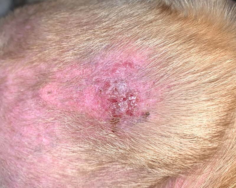 Atopic dermatitis on dog's head with broken skin and early stage superficial pyoderma