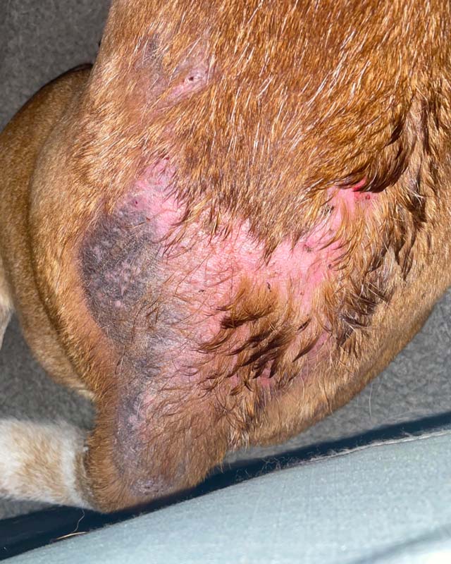 Dog with large patch of missing fur, blackened skin, atopic dermatitis rash, and hot spot at base of tail and lower back