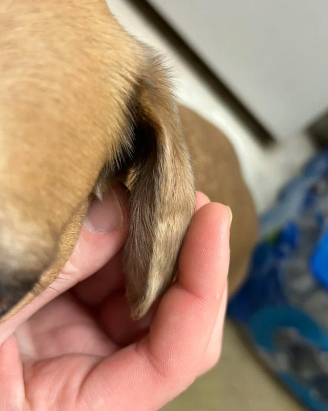 A close-up of a dog's ear with an aural hematoma being gently held by a person's hand.
