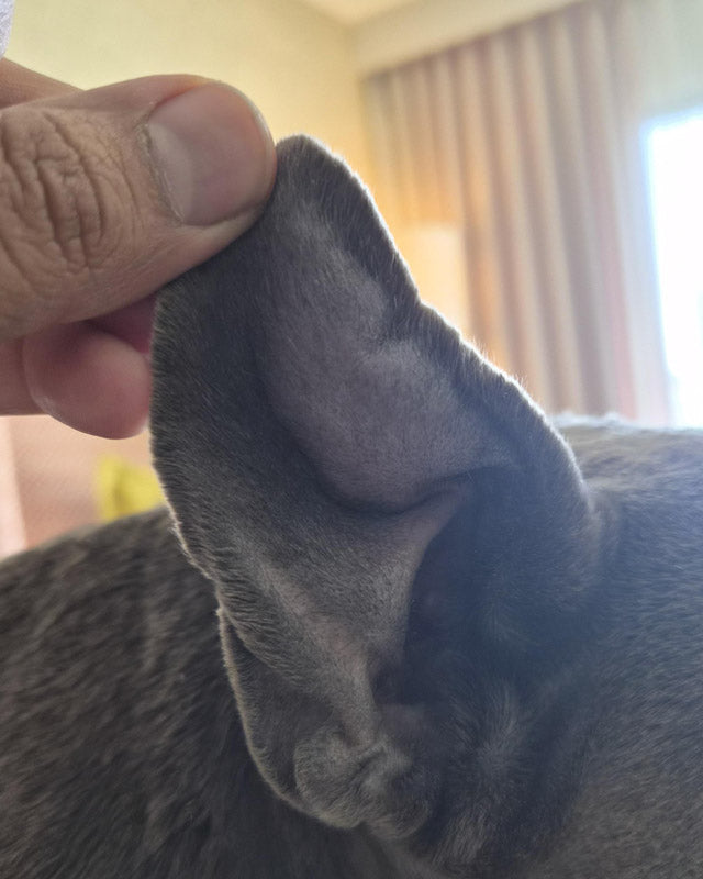 Close-up of a gray bully breed dog's ear with an aural hematoma. The ear is being gently held by a human hand in an indoor setting with curtains in the background.