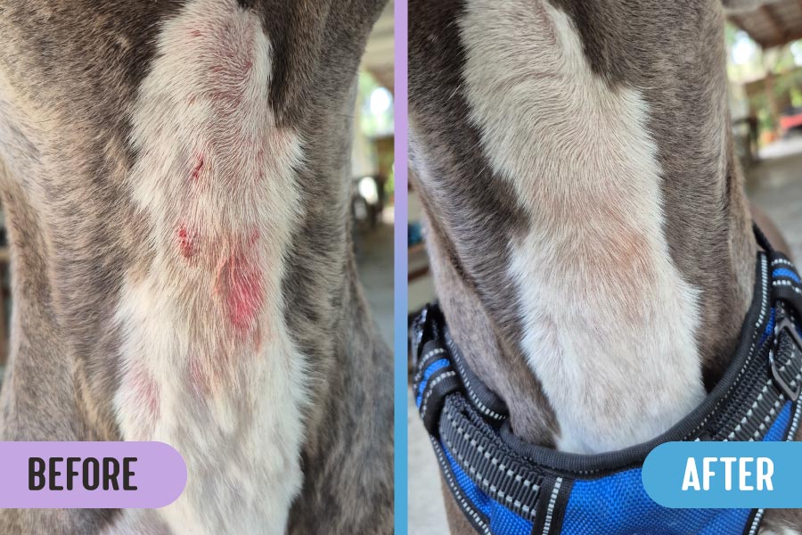 Before and after images of a hot spot and allergy rash on a grey and white pitbull's throat; the after image shows no more rash and healed skin