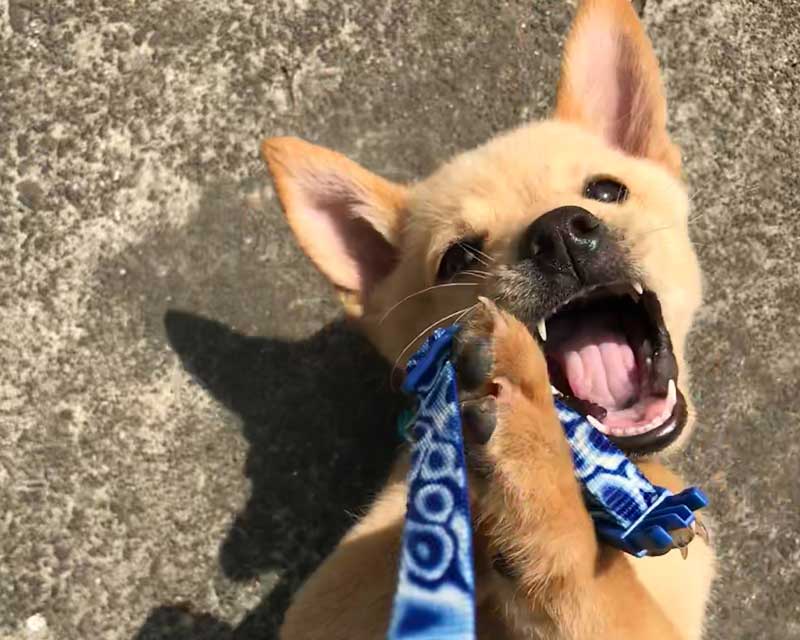 Cantankerous blonde puppy lies on back biting at blue leash