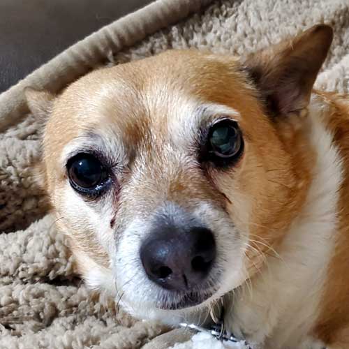 Closeup of face of chihuahua-corgi mix lying on fleece bed