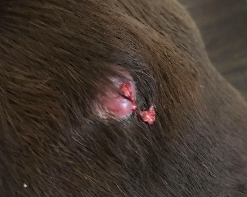 Close-up of a ruptured cyst with discharge on the back of a brown dog