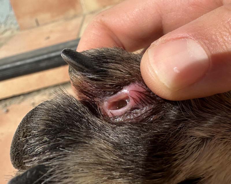 A close-up of a Belgian Malinois dog's paw with a ruptured interdigital cyst between the outer toes; the dog's paw is being gently held by a human hand.
