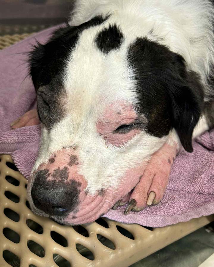 Dog with missing fur and pink skin around face, eyes, and feet due to skin allergy dermatitis