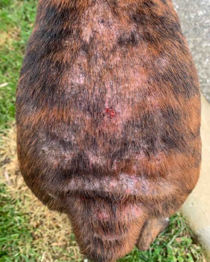 Dog with atopic dermatitis, thinning fur, swollen skin, hot spots, and scabbing on back and base of tail