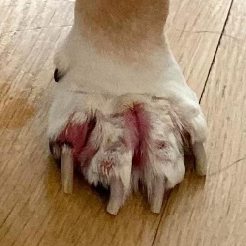 Closeup of bulldog paw with bacterial pyoderma infection, irritated skin, and redness between toes