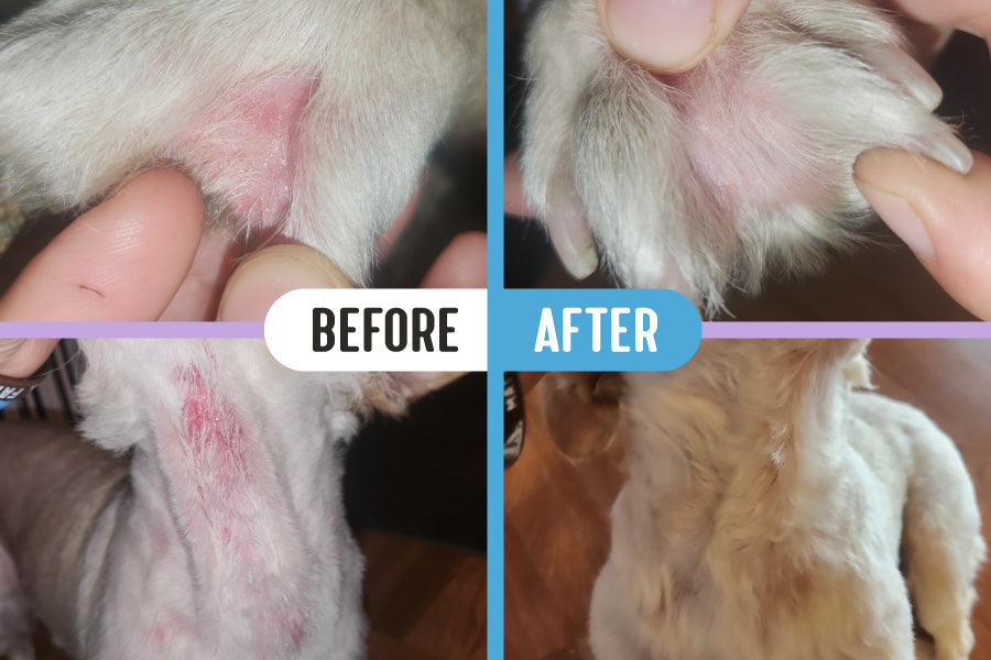 Four-photo collage of before and after images showing yeast dermatitis lesions on a dog's throat and between its toes, with noticeably healed skin after treatment with RadiQuell Canine