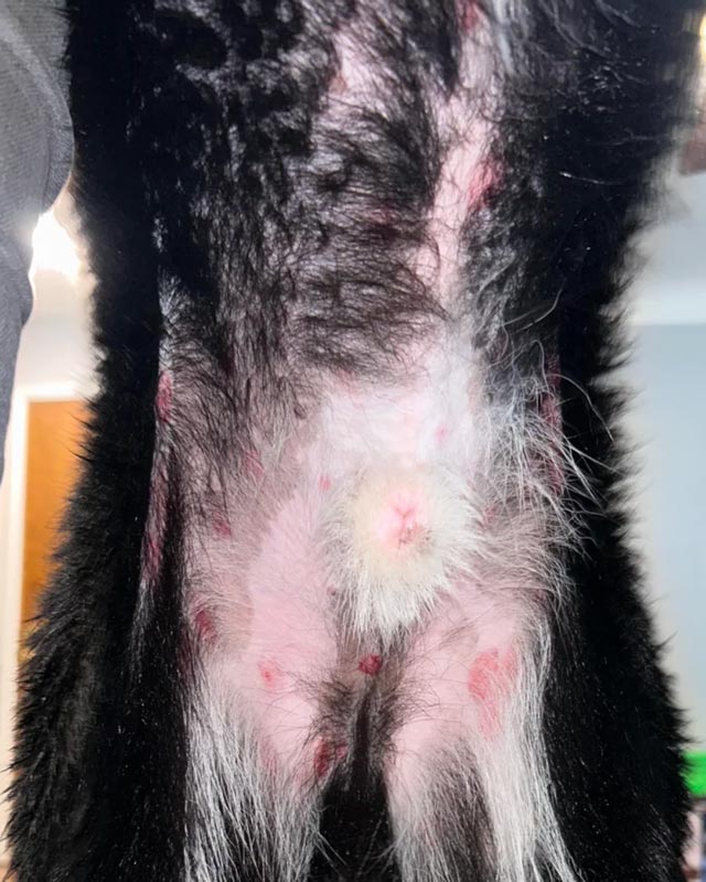 Close-up of a black and white dog's torso, showing an allergic skin reaction with round red lesions on belly, side, and hips.
