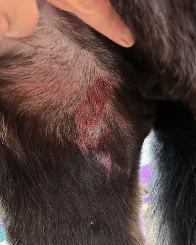 A close-up of a dog's dark fur and inner hip area with a visible red irritated patch on the skin due to contact dermatitis. A human hand helps hold the fur.open.