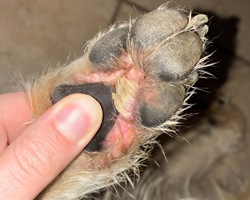 A close-up of a dog's paw being held by a human hand, showing a large yellow-white skin corn with between the paw pads with surrounding irritation.