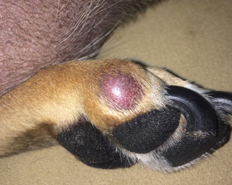 Close-up of a dog's back foot showing a prominent, shiny pinkish-purple cyst on the side of the paw.