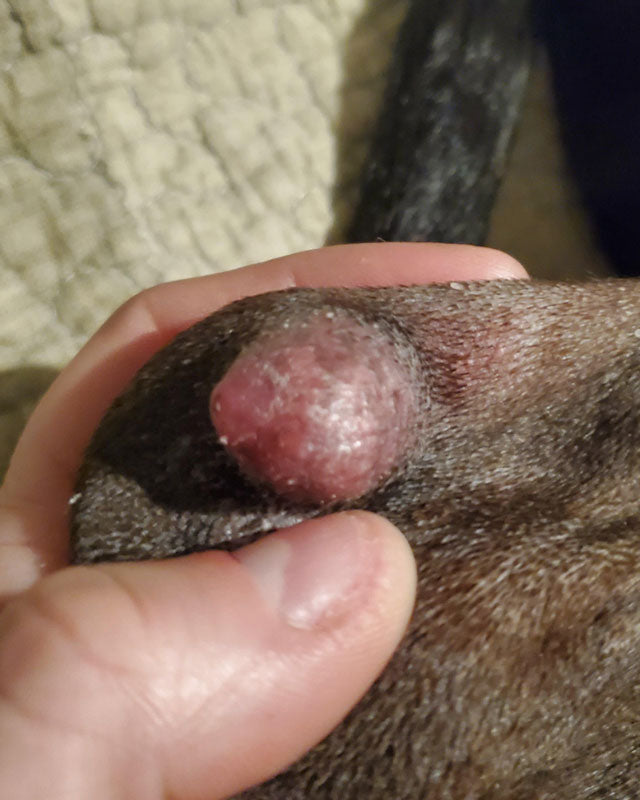 A close-up of a large pinkish-red cyst on a brown dog's elbow. The elbow is being held up by a human hand.