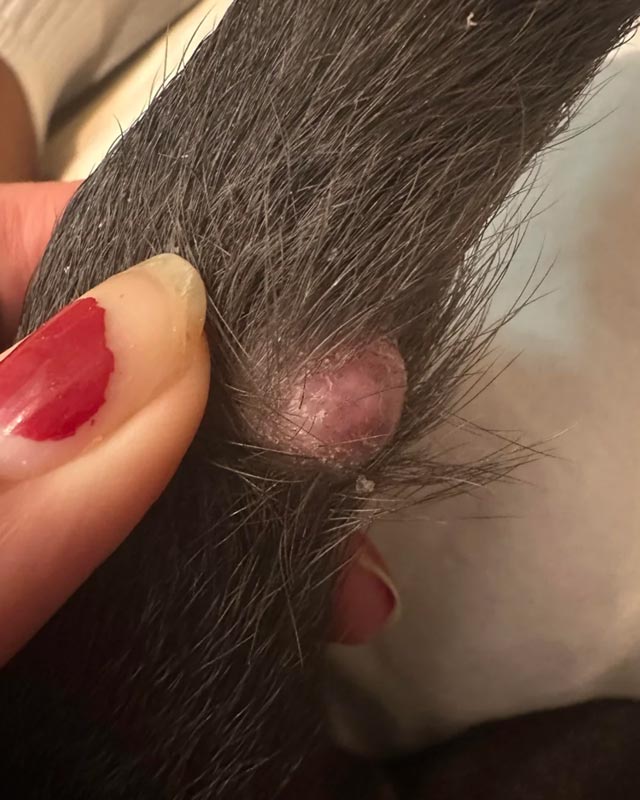 A close-up of a person's hand with red nail polish holding a dog's tail with a pink sebaceous cyst on it.