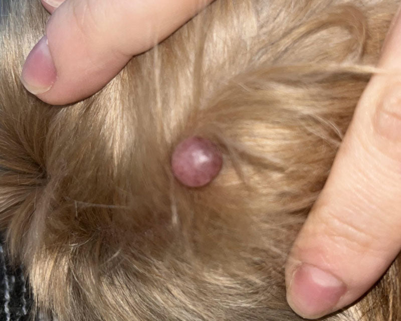 A close-up of a person's hand holding open a Yorkshire Terrier's hair to show a small, round, pinkish-purple cyst on the dog's head.