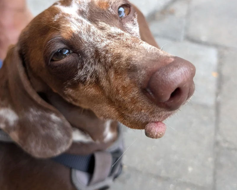 A close-up of a brown and white spotted dachshund wearing a gray harness and standing on a paved surface. The dog is looking upwards with a large pinkish wart on its muzzle.