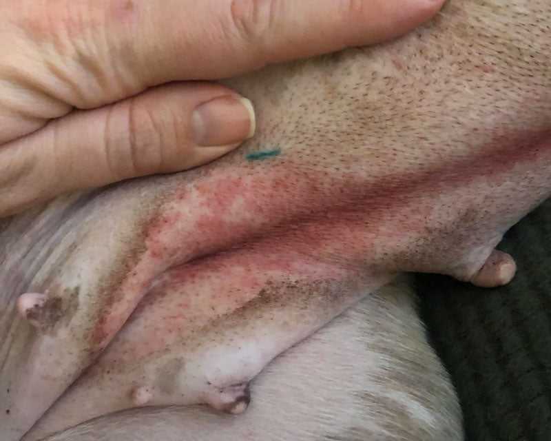 A close-up of skin fold dermatitis on a female dog's underbelly between the mammary folds, The skin is being held open by a hand, with a blue spay mark is visible next to the hand.