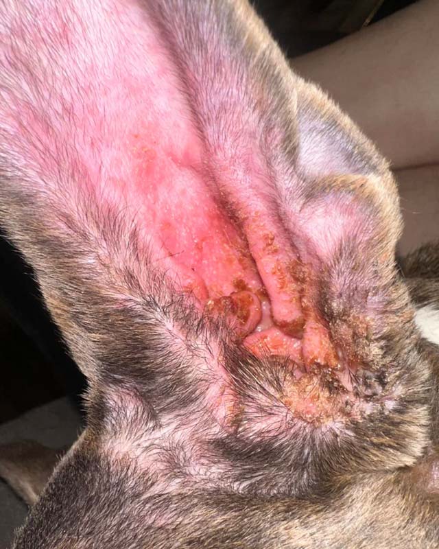 A close-up view of a dog's ear interior showing infection with severe redness, inflammation, and crusty yellow-brown discharge.