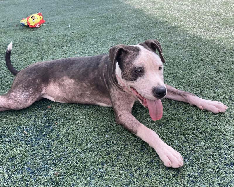 A gray and white dog with demodex mange lies on green artificial turf at a shelter, with its tongue out and a small red and yellow toy visible in the background.