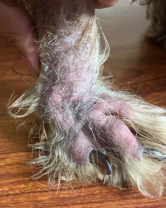 A close-up of a dog's paw showing severe skin irritation, fur loss from chewing, redness, and dry, matted fur, held by a hand over a wooden floor.